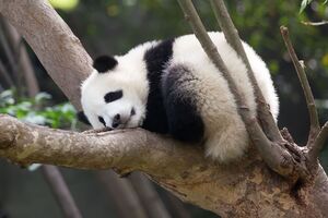 Китай давно использует "дипломатию панд", чтобы заслужить расположение других стран или же "наказать противников"