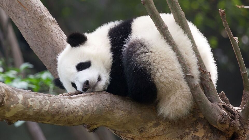 Китай давно використовує "дипломатію панд", щоб заслужити прихильність інших країн або ж "покарати противників"