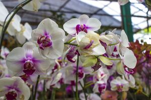 Лучше купить растение с несколькими раскрытыми цветками и цветочными бутонами, которые со временем распустятся, чем орхидею в полном цвету