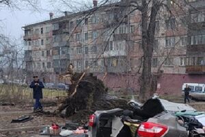 Двоє людей загинули внаслідок падіння дерева на машину