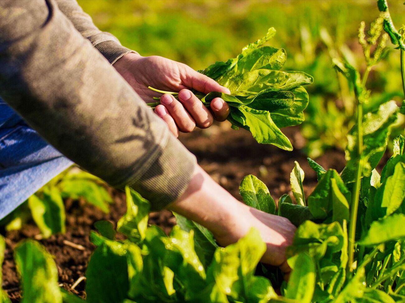 Озимая посадка даст отличный результат