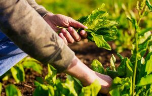 Озимая посадка даст отличный результат