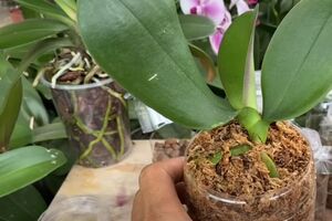 Коли орхідея підросте, її можна пересаджувати в горщик більшого розміру