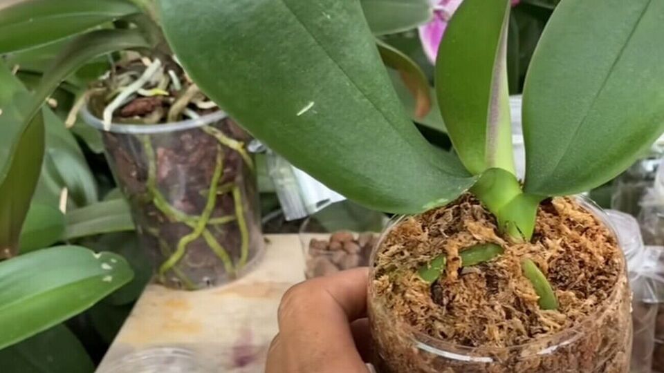 Когда орхидея подрастет, ее можно пересаживать в горшок большего размера