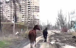 Волонтеры придумали план, как приманить и эвакуировать из Авдеевки одичавших коней, и он сработал