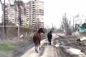 Волонтеры придумали план, как приманить и эвакуировать из Авдеевки одичавших коней, и он сработал