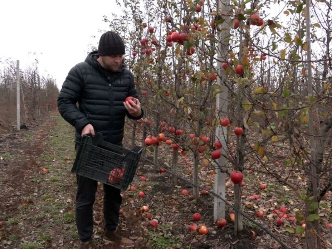Чтобы полностью восстановить сад, нужно спилить погибшие яблони и посадить новые саженцы, но на это у предпринимателя сейчас нет средств