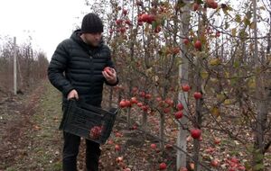Чтобы полностью восстановить сад, нужно спилить погибшие яблони и посадить новые саженцы, но на это у предпринимателя сейчас нет средств