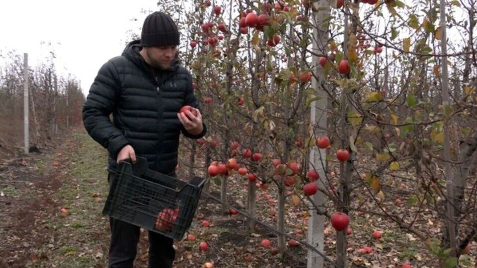 Чтобы полностью восстановить сад, нужно спилить погибшие яблони и посадить новые саженцы, но на это у предпринимателя сейчас нет средств