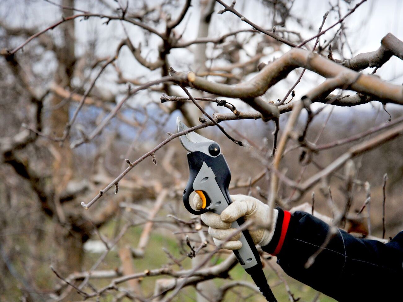 Обрезать следует взрослые деревья
