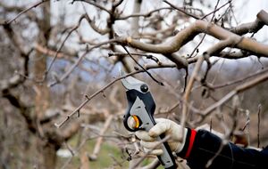 Обрезать следует взрослые деревья