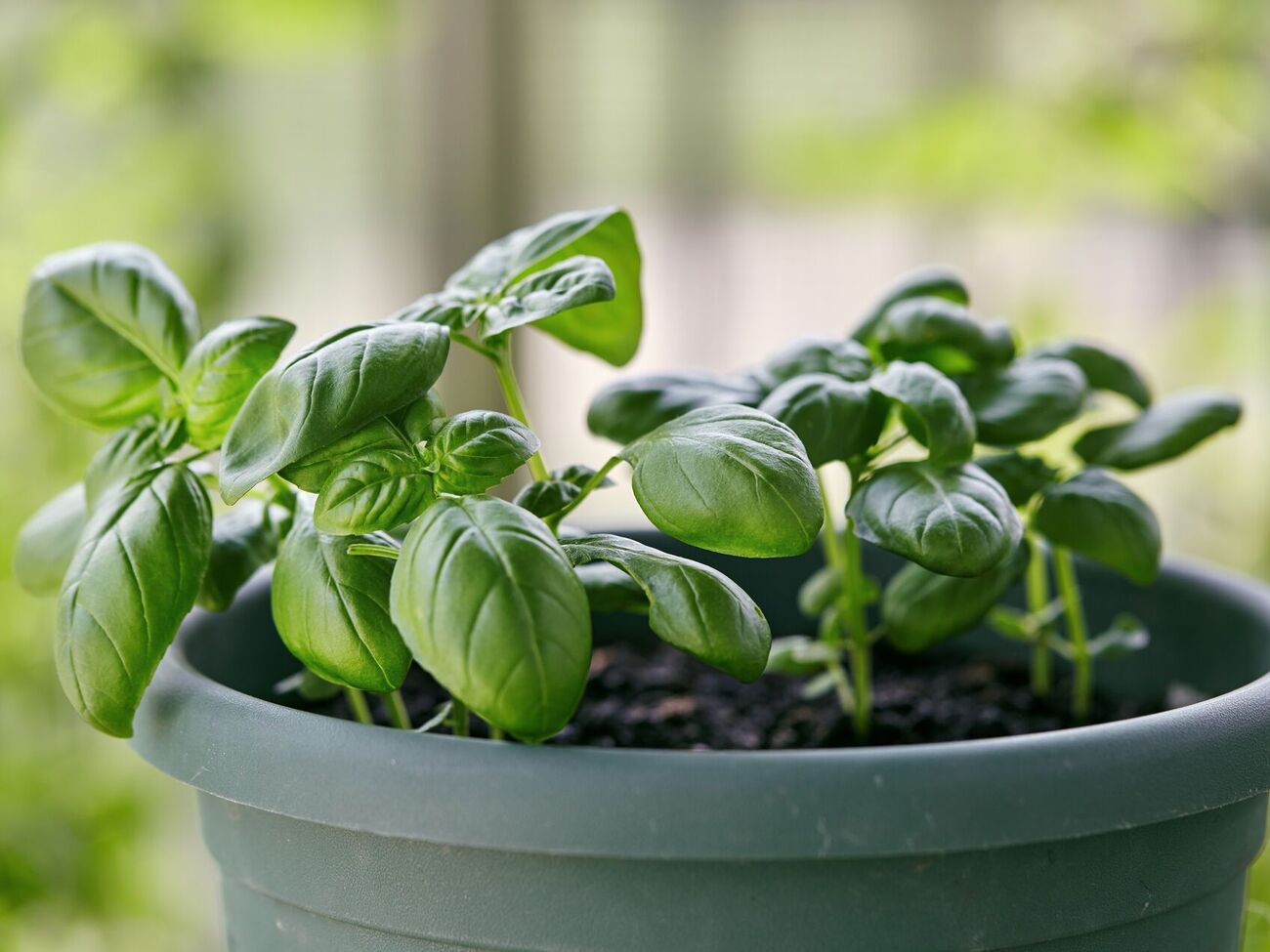 Базиліку необхідне тепло