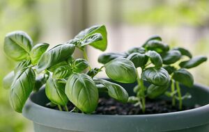 Базиліку необхідне тепло