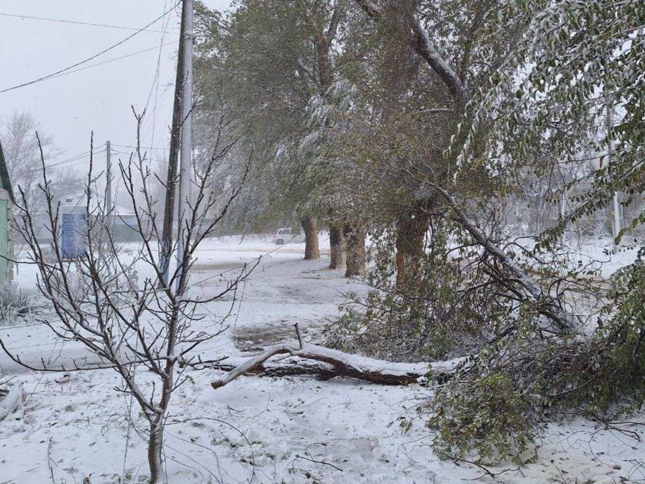 Одессу вчера накрыл снегопад, сильный ветер повалил более 100 деревьев