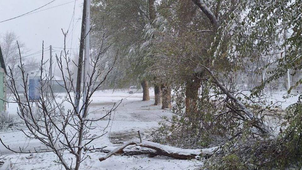 Одессу вчера накрыл снегопад, сильный ветер повалил более 100 деревьев
