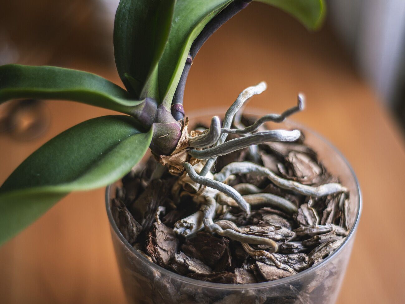 Що ближчі умови до тих, у яких ростуть орхідеї у природі, то більше шансів, що рослина ще раз зацвіте