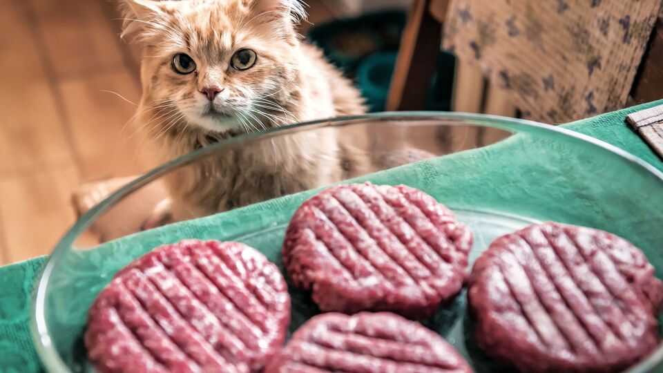 Іноді додавання яєць може зіпсувати котлети