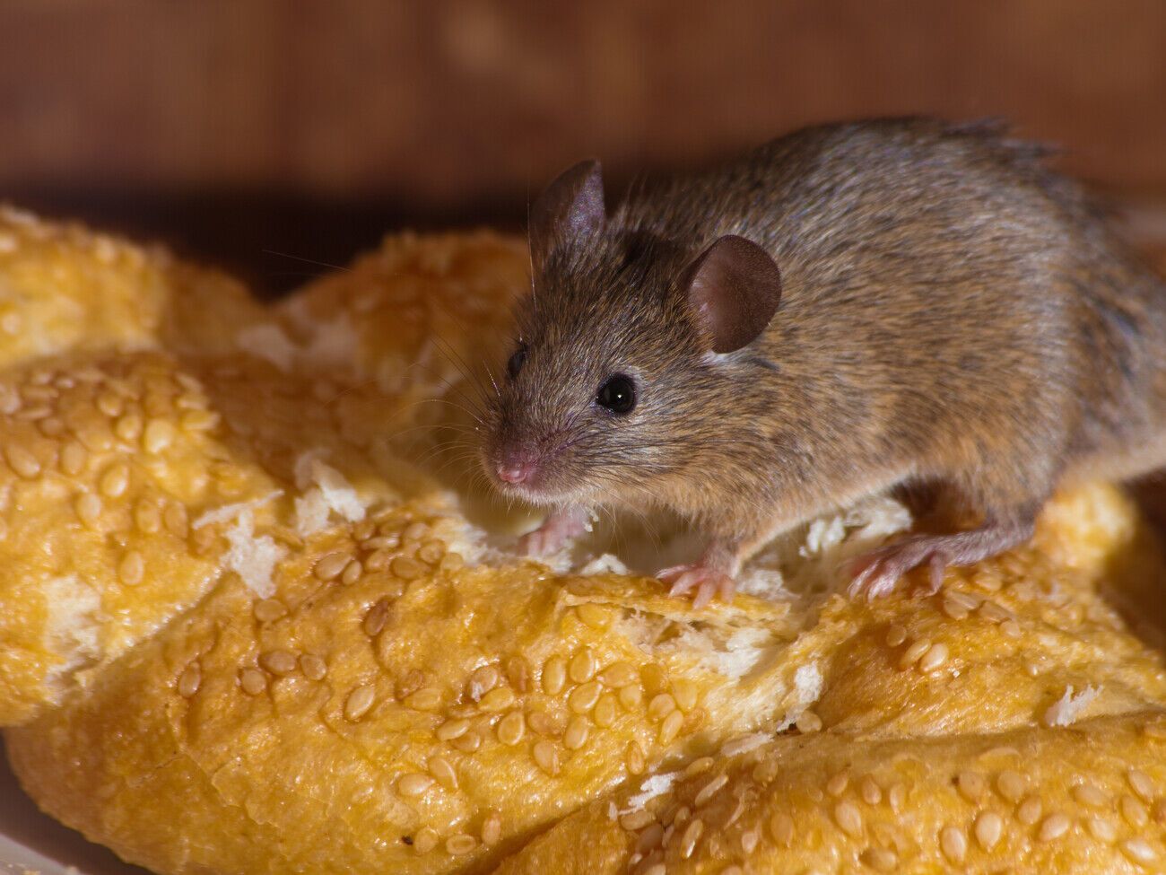 Чтобы избавиться от мышей, необходимо смешать арахис, сахарную пудру, соду, муку, гипс и эфирное масло