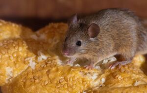 Чтобы избавиться от мышей, необходимо смешать арахис, сахарную пудру, соду, муку, гипс и эфирное масло