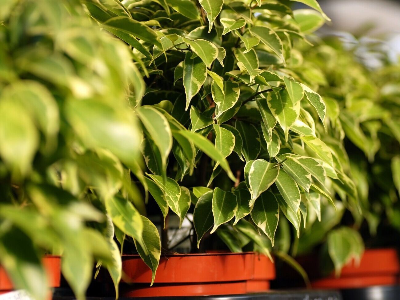 Если старые листья уже начали засыхать, необходимо подкормить растение раствором, приготовленным на основе монокалия фосфата