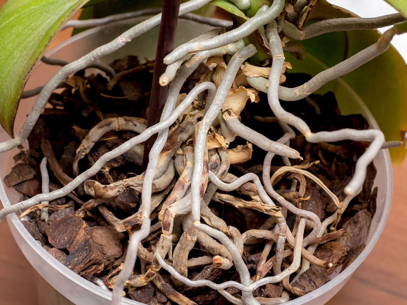 Первую подкормку нельзя вносить в период цветения орхидеи