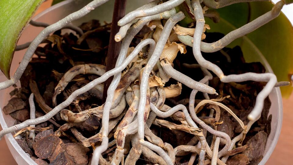 Первую подкормку нельзя вносить в период цветения орхидеи