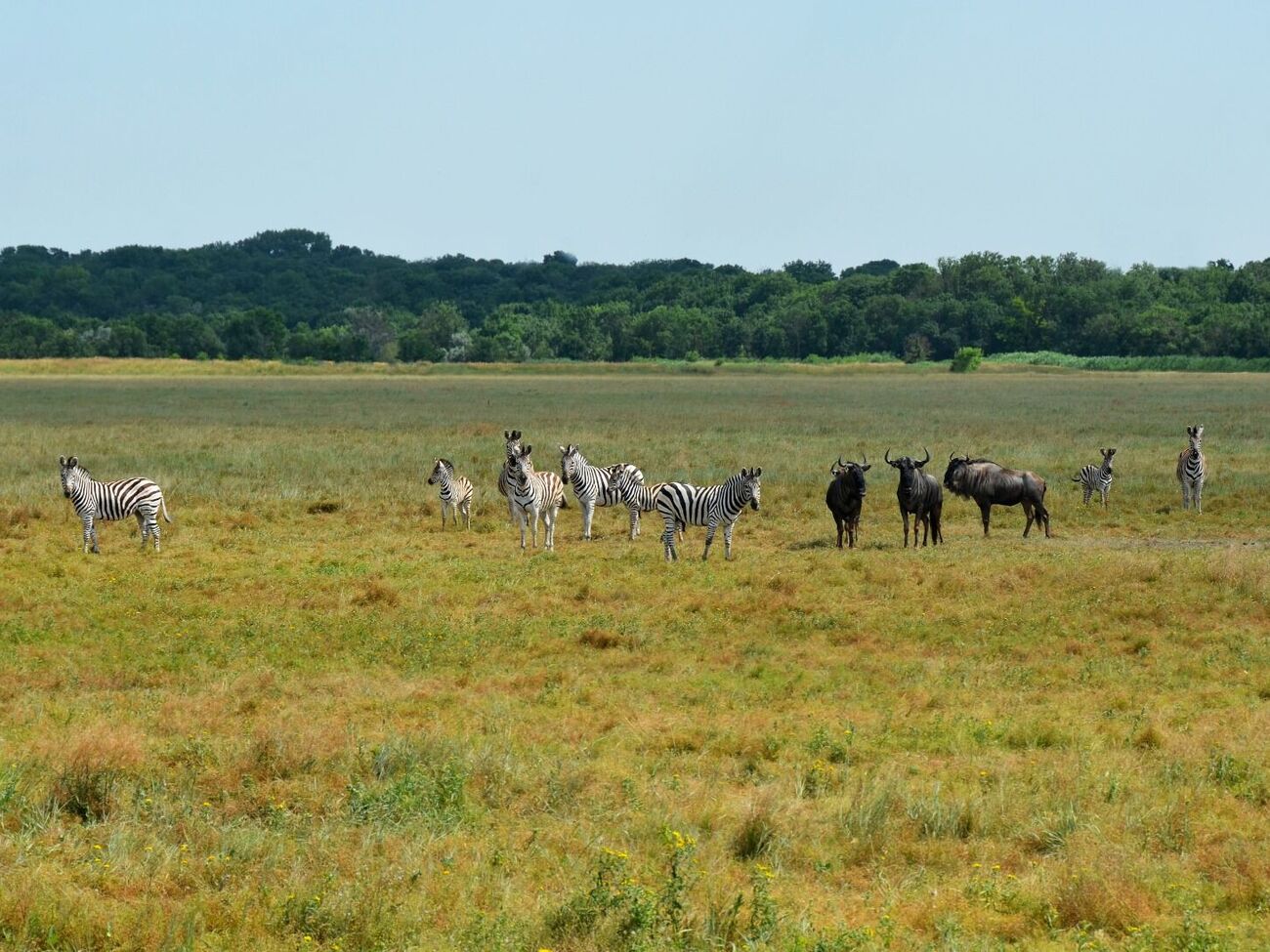 Животные в заповеднике находятся под угрозой из-за оккупантов