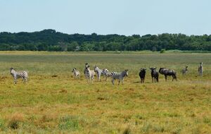 Животные в заповеднике находятся под угрозой из-за оккупантов