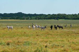 Тварини в заповіднику перебувають під загрозою через окупантів