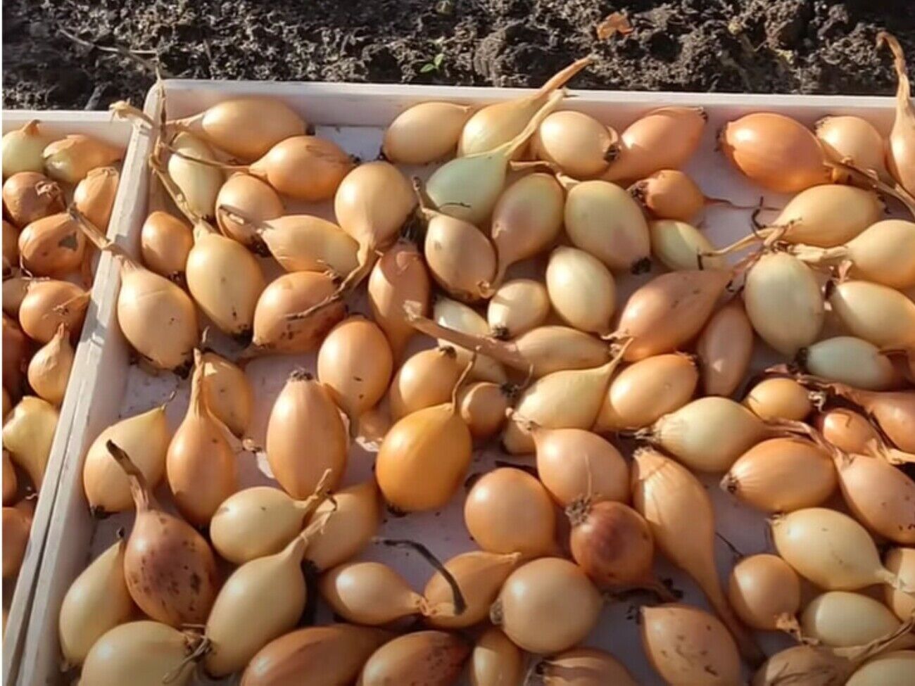 Для защиты посадочного материала от вредителей лучше вместо воды с солью использовать раствор перманганата калия