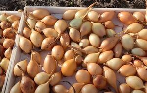 Для защиты посадочного материала от вредителей лучше вместо воды с солью использовать раствор перманганата калия