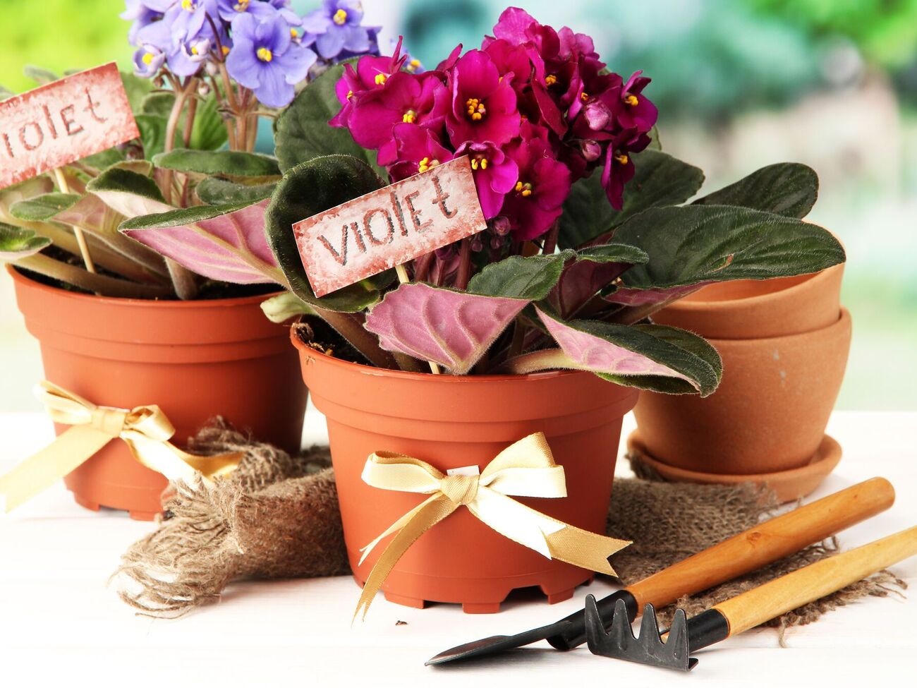 Фиалки нужно периодически пересаживать