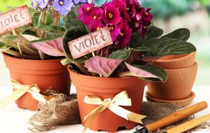 Фиалки нужно периодически пересаживать