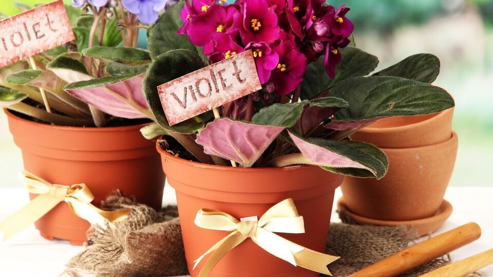 Фиалки нужно периодически пересаживать