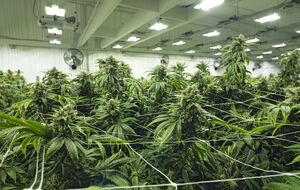 Профільний комітет Ради рекомендував ухвалити законопроєкт про медичний канабіс у другому читанні