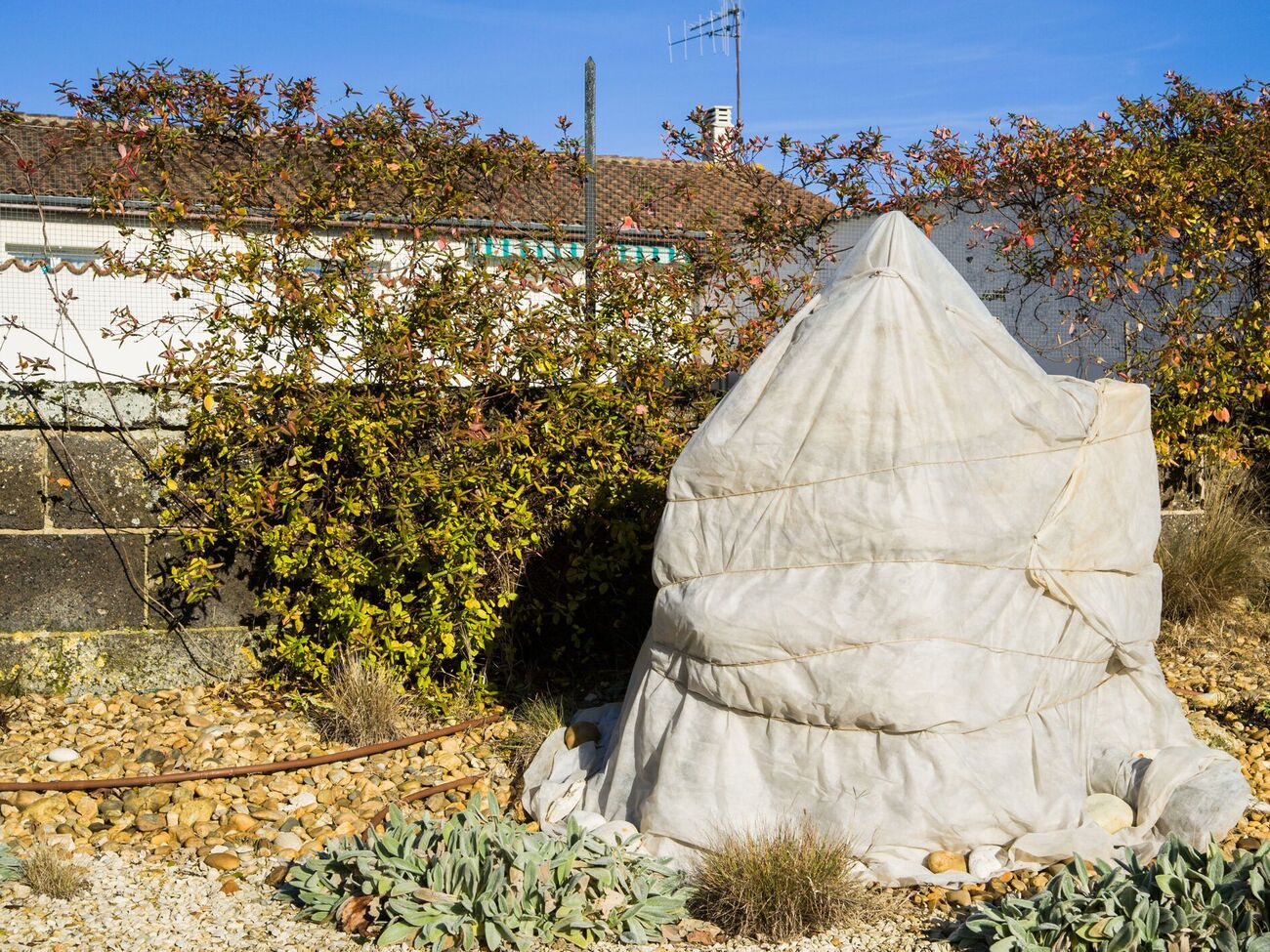 В укрытии нуждаются не все растения