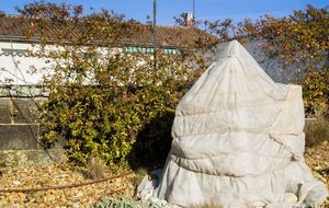 В укрытии нуждаются не все растения