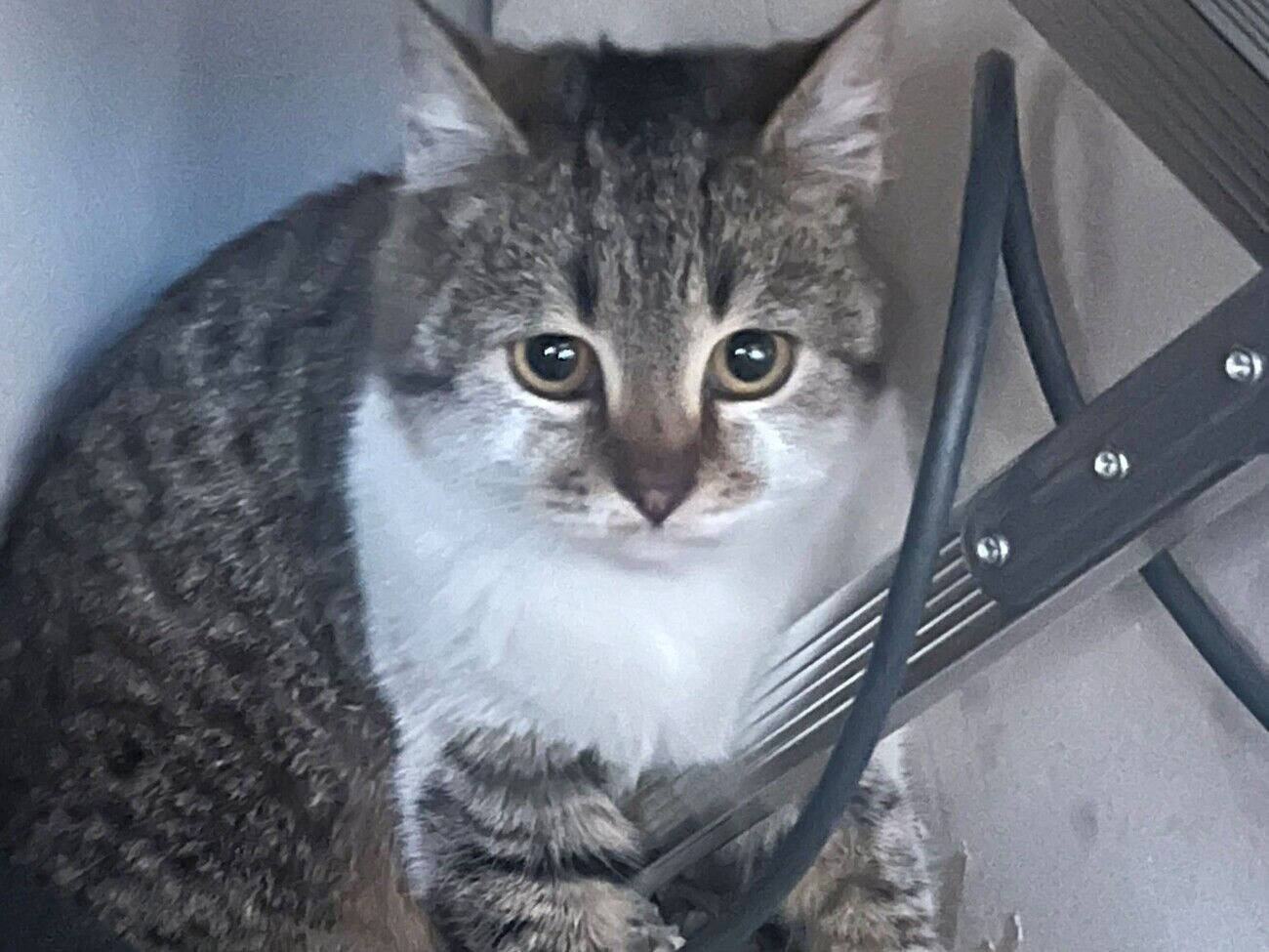 Кіт Сирський за кілька днів став зіркою соцмереж