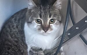 Кот Сырский за несколько дней стал звездой соцсетей