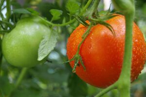 Урожай томатов будет зависеть от подготовки грядок к посеву осенью