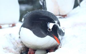 Пингвины начали нести яйца