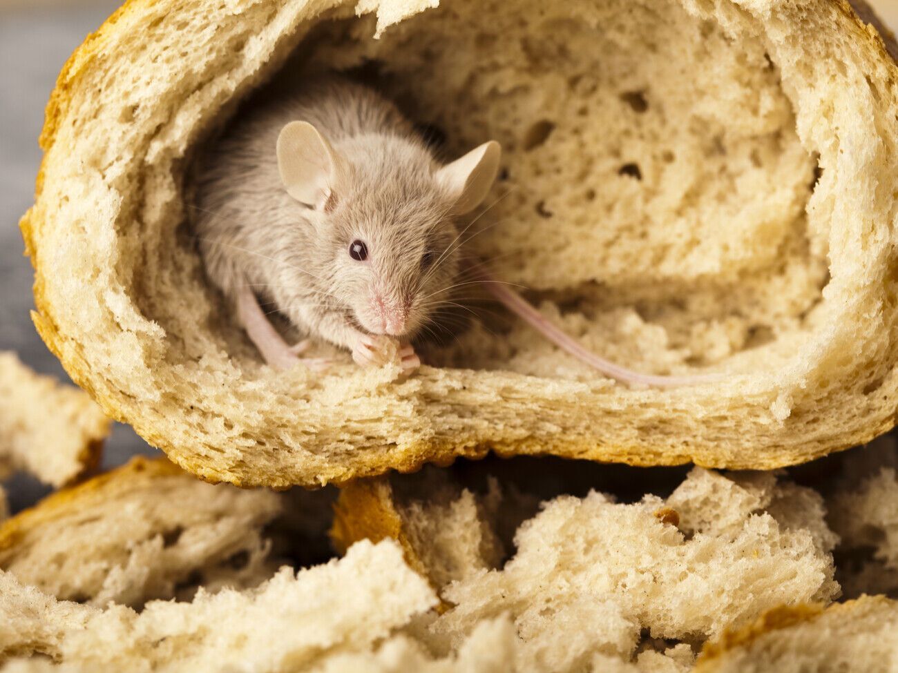 По словам авторов видео, репеллент нужно разместить в местах, где мыши оставили свой помет