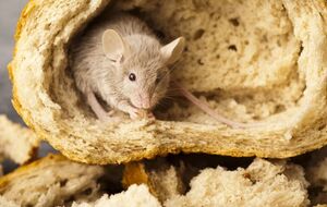 По словам авторов видео, репеллент нужно разместить в местах, где мыши оставили свой помет