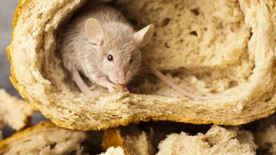 По словам авторов видео, репеллент нужно разместить в местах, где мыши оставили свой помет