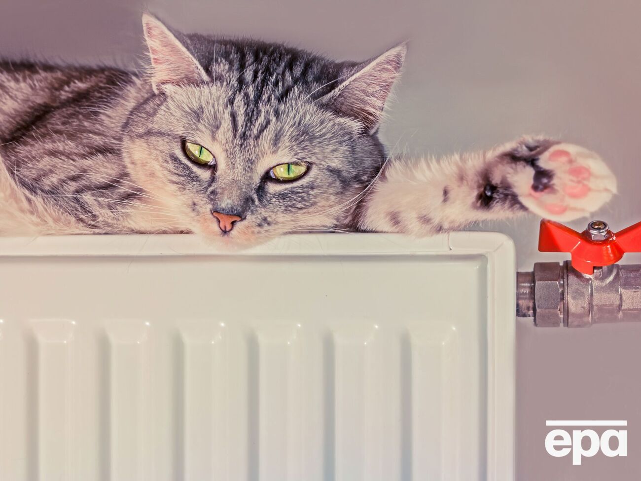 Энергетики заметили, что график потребления электричества напоминает кота