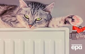 Энергетики заметили, что график потребления электричества напоминает кота