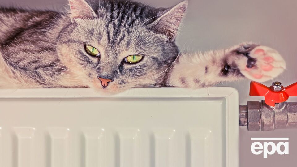 Энергетики заметили, что график потребления электричества напоминает кота