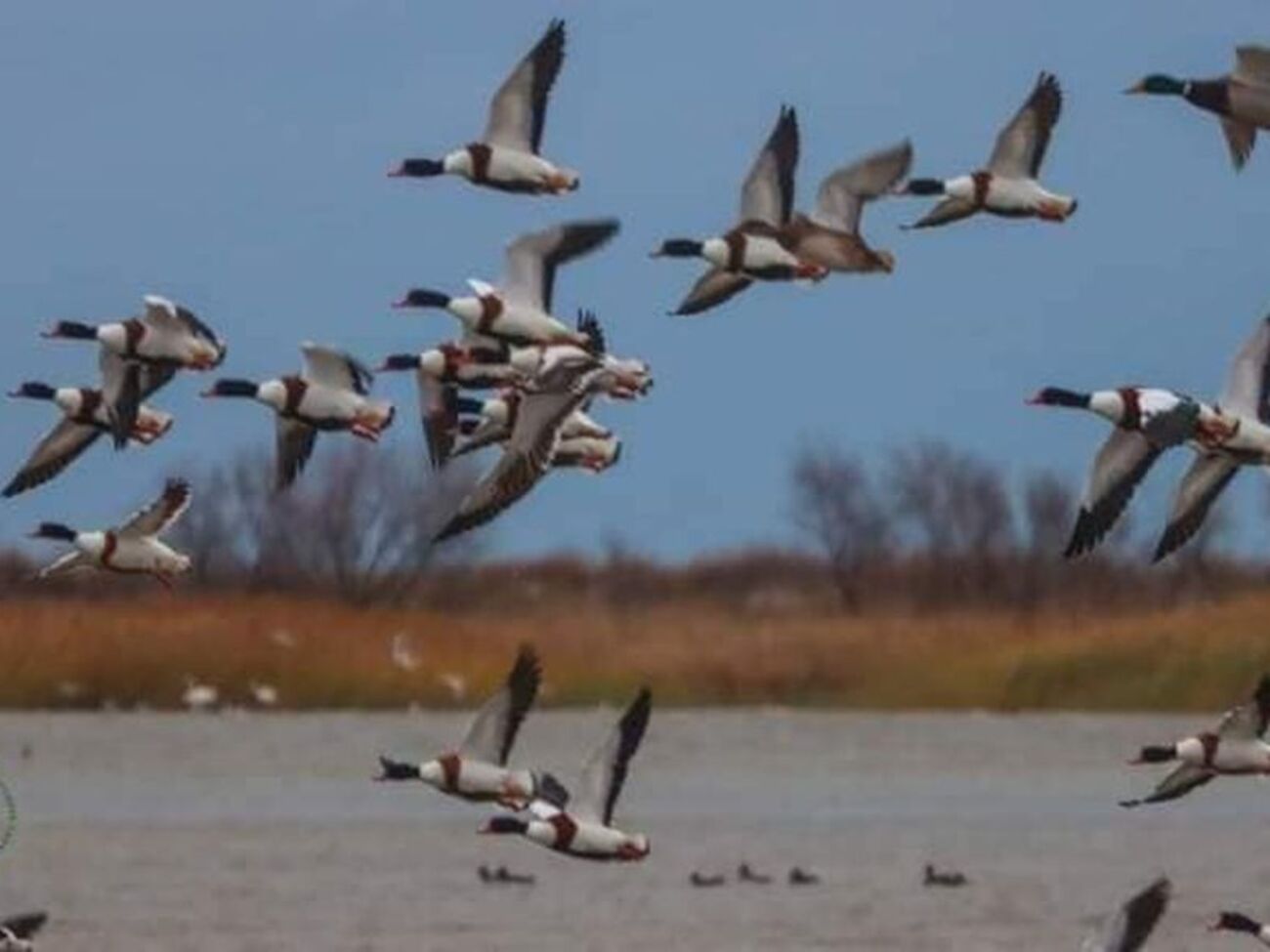 В заповедник прилетели десятки тысяч птиц