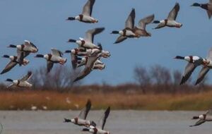 В заповедник прилетели десятки тысяч птиц