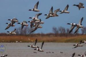 В заповедник прилетели десятки тысяч птиц